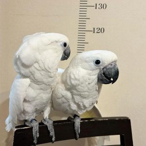 Umbrella Cockatoo