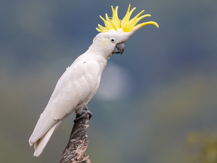 Cockatoos