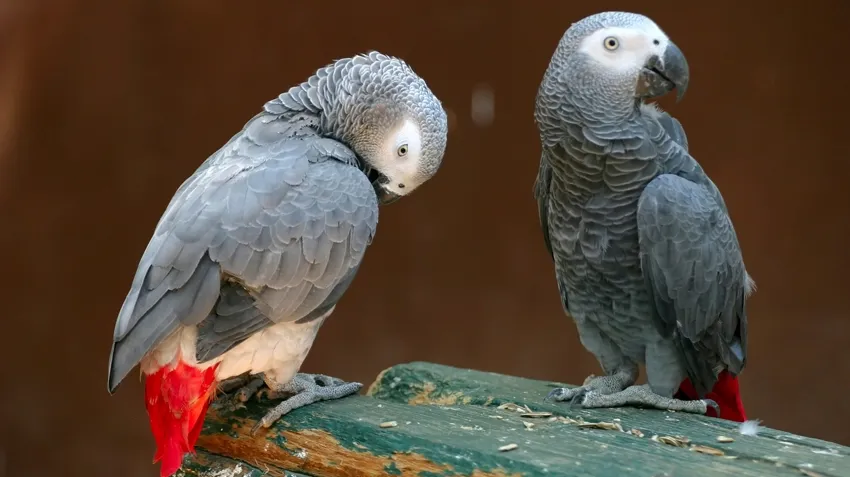African Grey