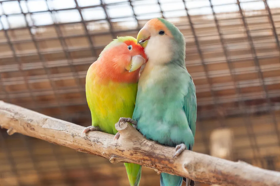 Lovebirds Variety