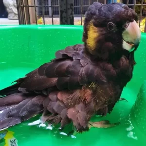 Yellow Tailed Black Cockatoo